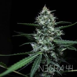 Negra 44