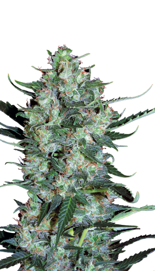 Auto White Russian