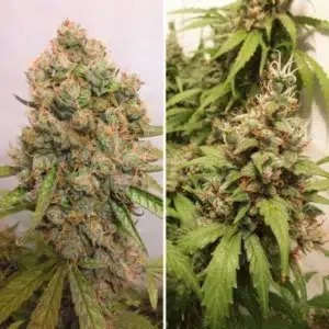 a cannabis plant from Auto Critical Orange Punch by dutch passion company