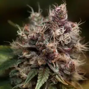 A cannabis plant by blueberry seeds of dutch passion company