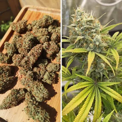 a cannabis plant grown from auto banana blaze by dutch passion