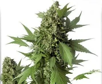 A cannabis plant grown from auto duck seeds by dutch passion