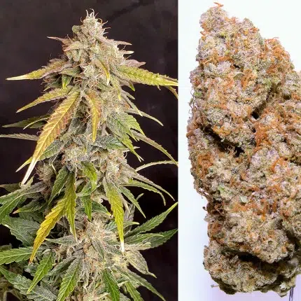 A green cannabis plant grown from Auto Kerosene Krash seeds of dutch passion
