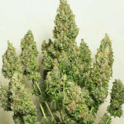 A grren plant of cannabis from auto-mazar seeds by Dutch Passion