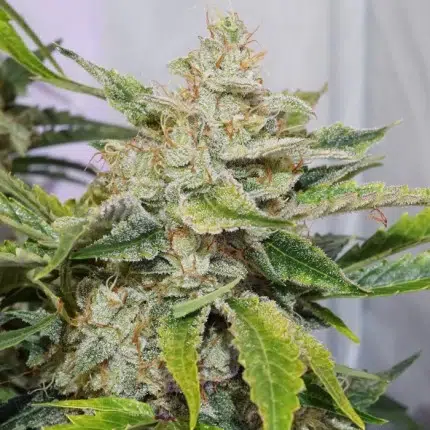 A green plant grown from auto skywalker haze seeds by Dutch Passion