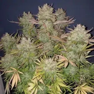 a cannabis plant grown by auto think big by dutch passion