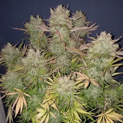 a cannabis plant grown by auto think big by dutch passion