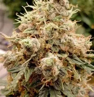 a cannabis plant grown by auto white widow seeds of dutch passion