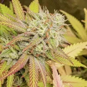 a cannabis plant from critical orange punch by dutch passion
