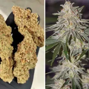 a cannabis plant grown by glueberry o g seeds by dutch passion