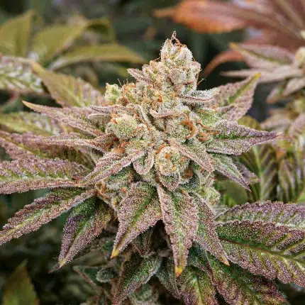 a cannabis plant grown by kerosene krash by dutch passion