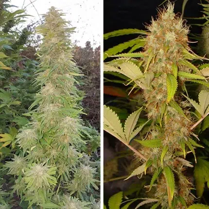 a cannabis plant grown from mazar seeds of dutch passion