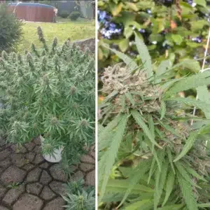 A cannabis plant grown from orange bud seeds by dutch passion
