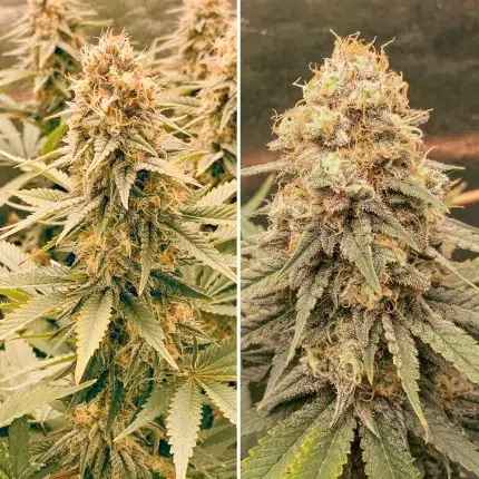 A cannabis plant grown from power plant seeds by dutch passion