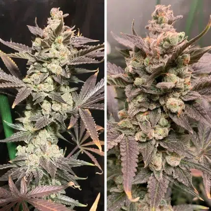 a cannabis plant grwon from sky walker haze seeds by dutch passion company