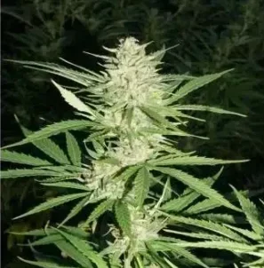 a cannabis plant grown by think fast seeds by dutch passion