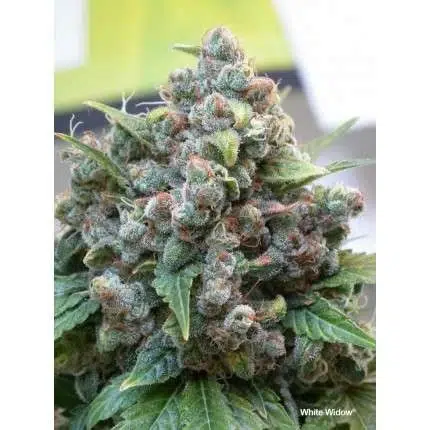 A green cannabis plant grown from white widow seeds of dutch passion company