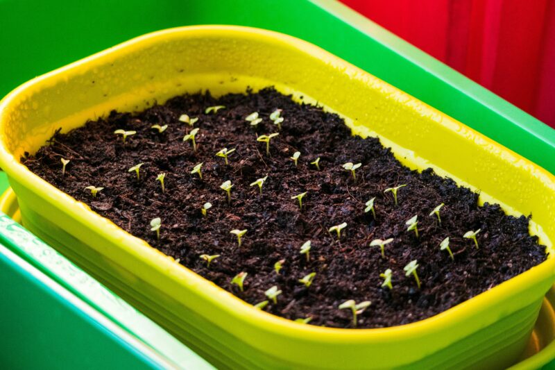 germinate cannabis seed by Direct to Soil Method (Most Natural) Best For: Growers who want a low-maintenance method.