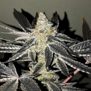 a cannabis plant by y2y r-kiem seed company