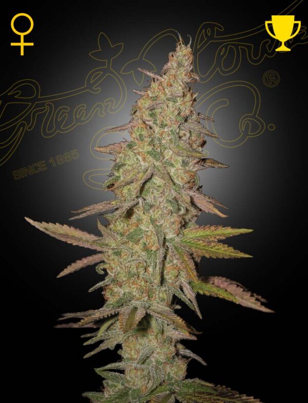 a cannabis plant grown from arjan ultra #1 seeds by Green house company