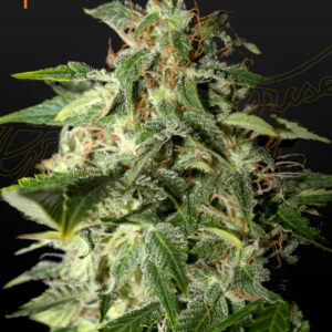 A cannabis plant grown from flowerbomb kush by green house