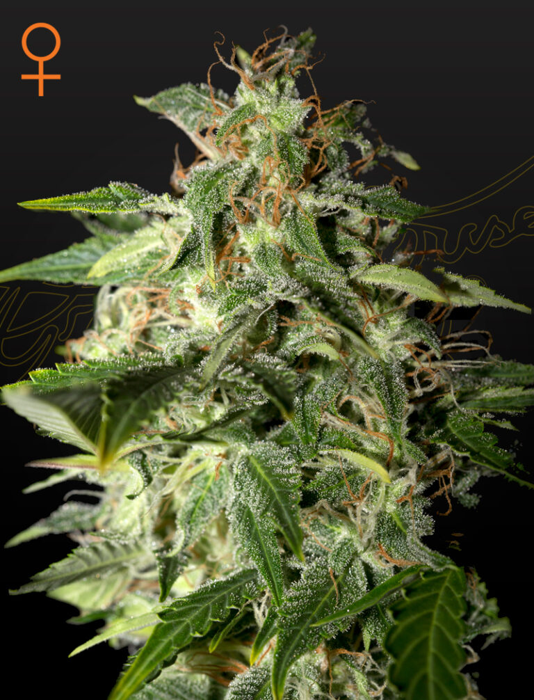 A cannabis plant grown from flowerbomb kush by green house