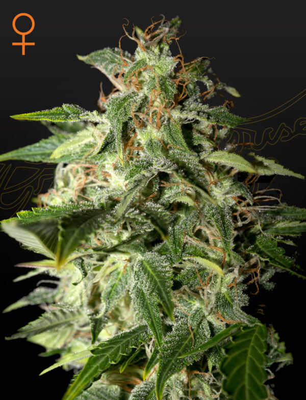 a cannabis plant grown by nevilles haze by green house company