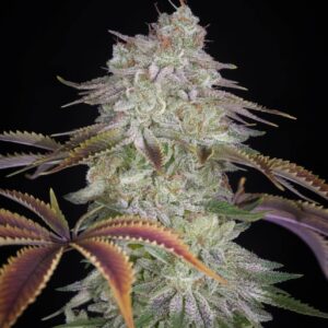 a cannabis plant grown from AlienZ seeds by green house company