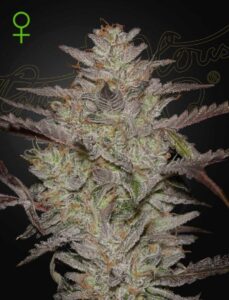 A cannabis plant grown from alienz auto seeds of green house