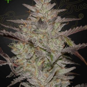A cannabis plant grown from alienz auto seeds of green house