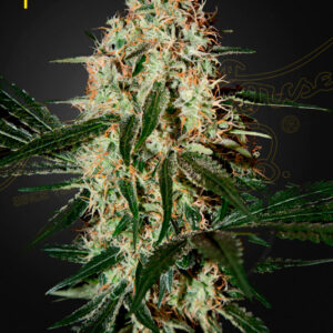 a cannbis plant grown from arjan's haze #3 by green house