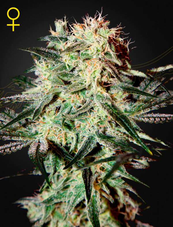 a cannabis plant grown from Arjans-Strawberry-Haze-by green house