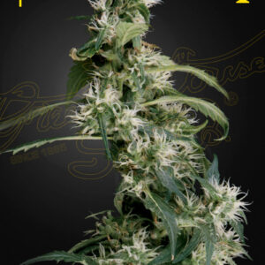 a cannabis plant grown from arjan's ultra haze by green house