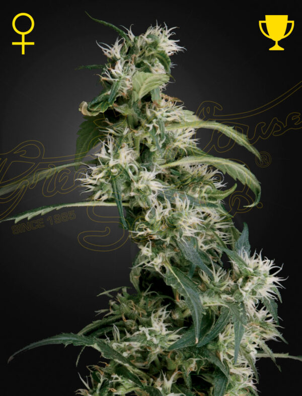 a cannabis plant grown from arjan's ultra haze by green house