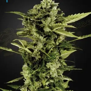 a cannabis plant grown from auto bomb by green house company