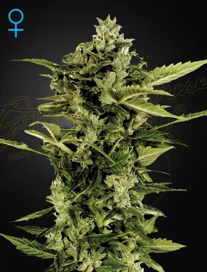 a cannabis plant grown from auto bomb by green house company
