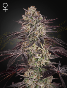 A cannabis plant grown from biscotti auto by green house