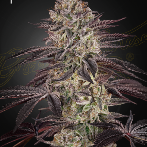 A cannabis plant grown from biscotti auto by green house