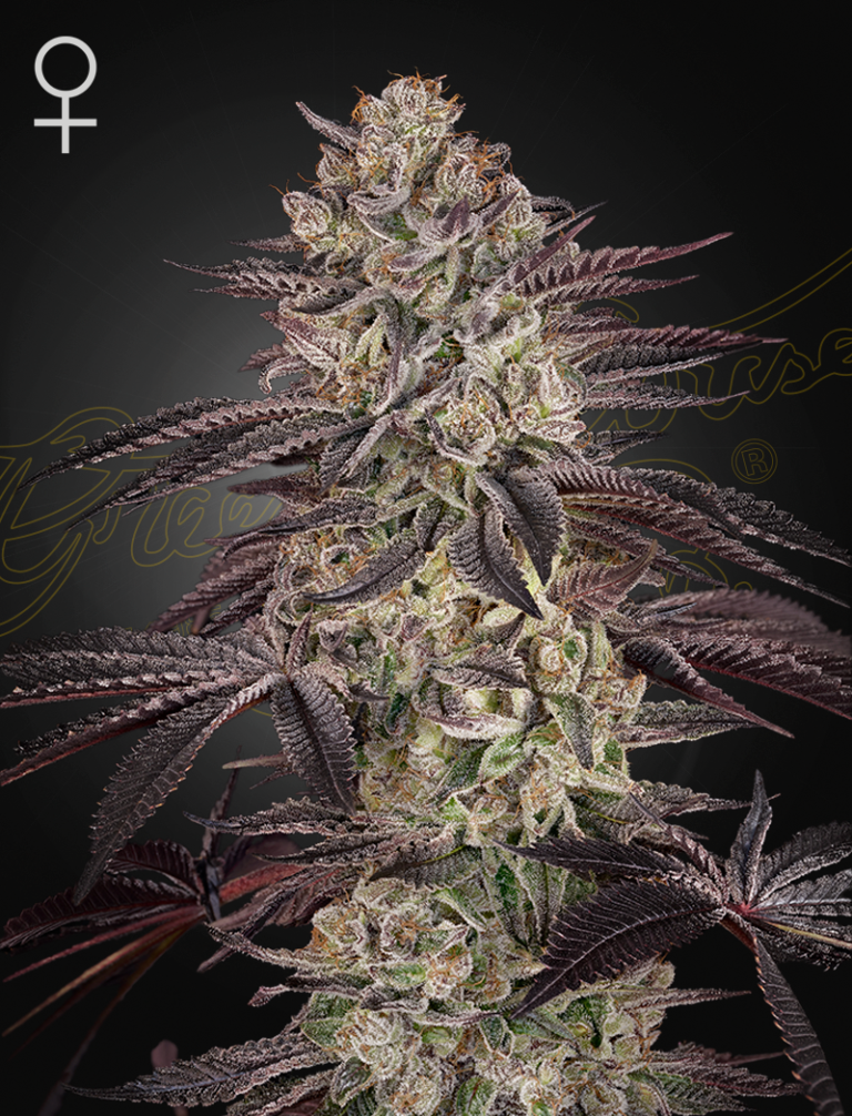 A cannabis plant grown from biscotti auto by green house