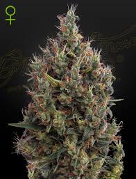 a cannabis plant grown from big bang auto by Green House