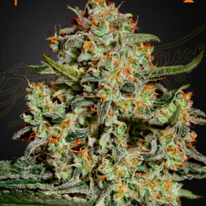 a cannabis plant grown from Big Bang seeds by Green house company