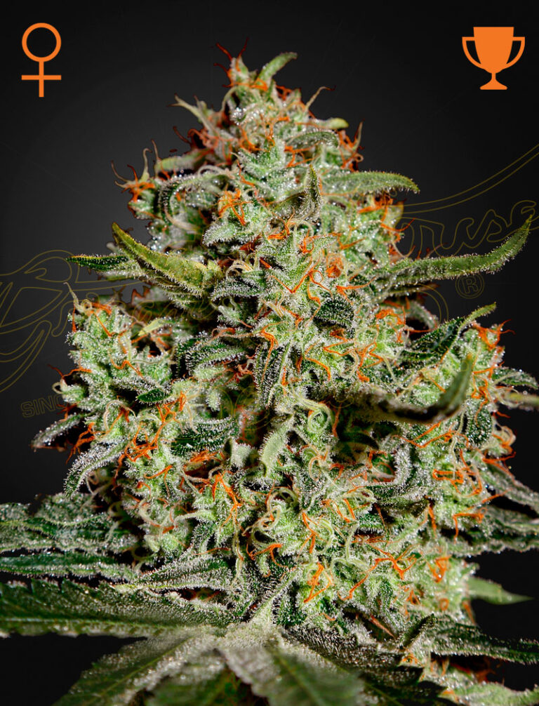 a cannabis plant grown from Big Bang seeds by Green house company