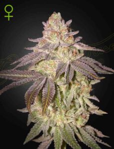 a cannabis plant grown from black toffee by Green house