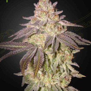 a cannabis plant grown from black toffee by Green house