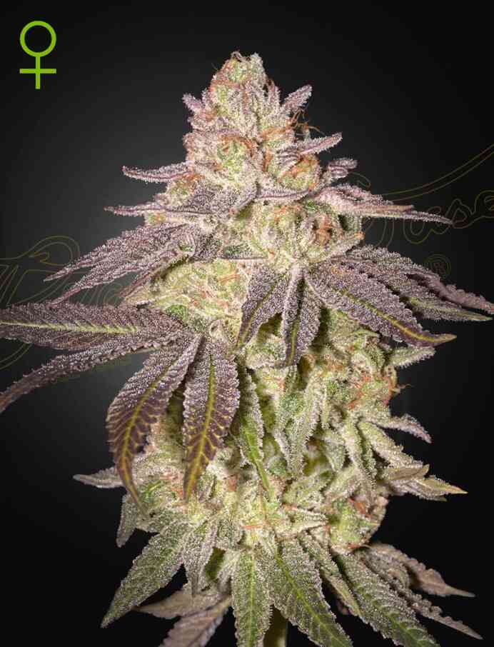 a cannabis plant grown from black toffee by Green house