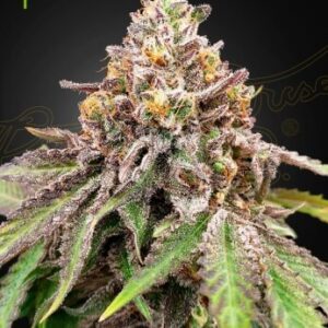 a cannabis plant grwon from blue haze x gelato 41 auto by green house