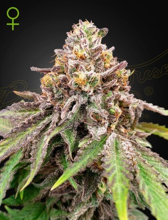 a cannabis plant grwon from blue haze x gelato 41 auto by green house