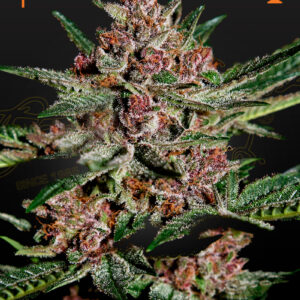 a cannabis plant grown by Bubba Kush seeds by green house