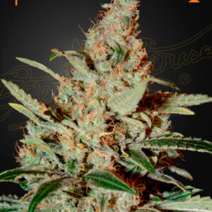 a cannabis plant grown from Chemdog seeds by green house company