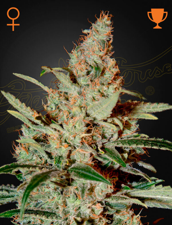 a cannabis plant grown from Chemdog seeds by green house company